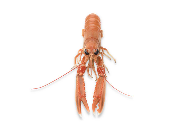 新鲜和煮熟的挪威龙虾，白色背景图片下载