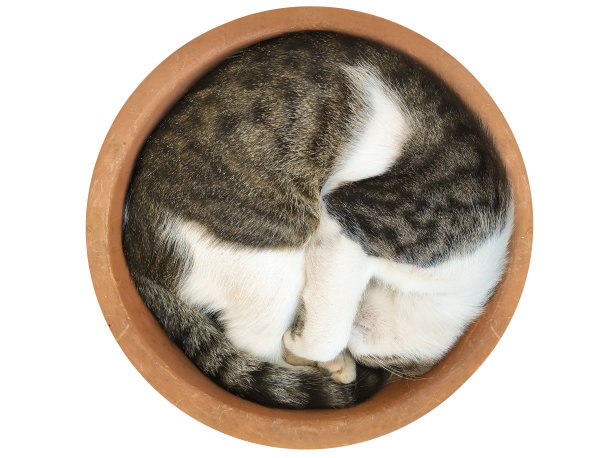 猫睡在锅里，孤立在白色。一个有趣的时刻。图片下载