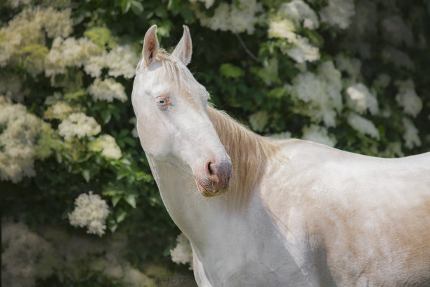 马站在户外的特写镜头图片下载