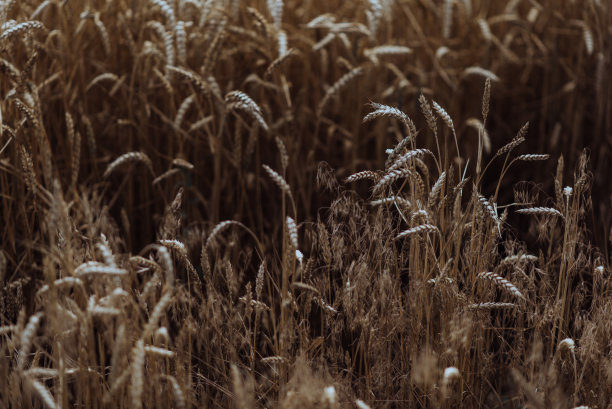 黄澄澄的田野上种着大麦和小麦图片下载