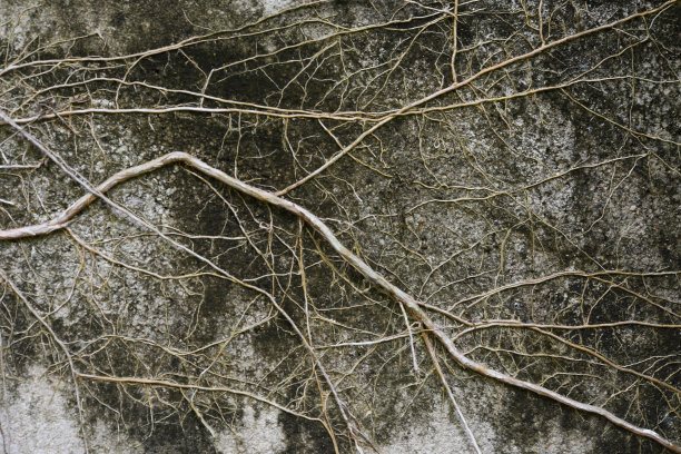 墙上的树根图案图片下载