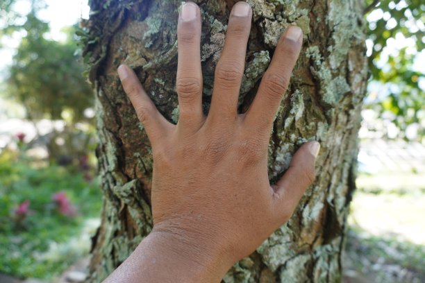 在森林中测量树干直径的手图片下载