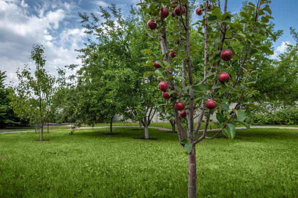 果园中有果实的红果肉苹果树品种图片下载