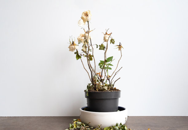 枯老枯死的玫瑰花，装饰枯萎的家庭植物在一个花盆，室内花卉特写前视图图片下载