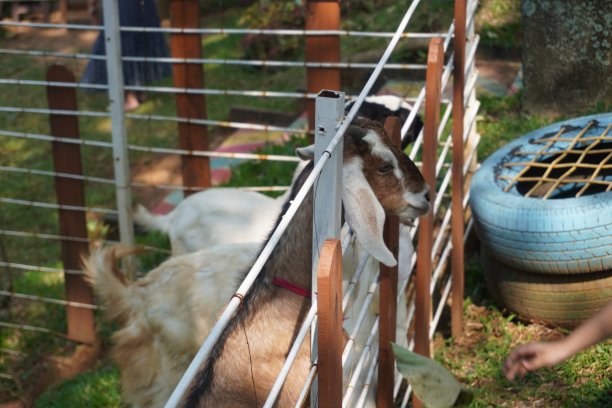 农场里有角的白山羊正在等待食物图片下载