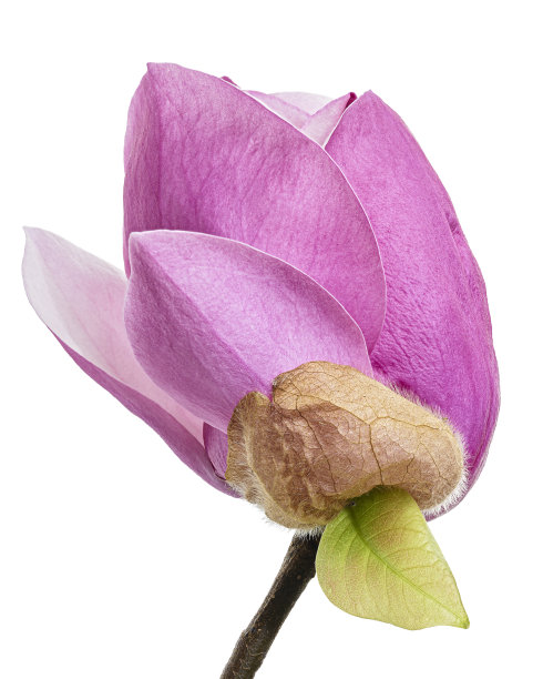 紫玉兰花，玉兰孤立在白色背景上，具有修剪路径图片下载
