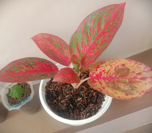 盆栽植物图片下载