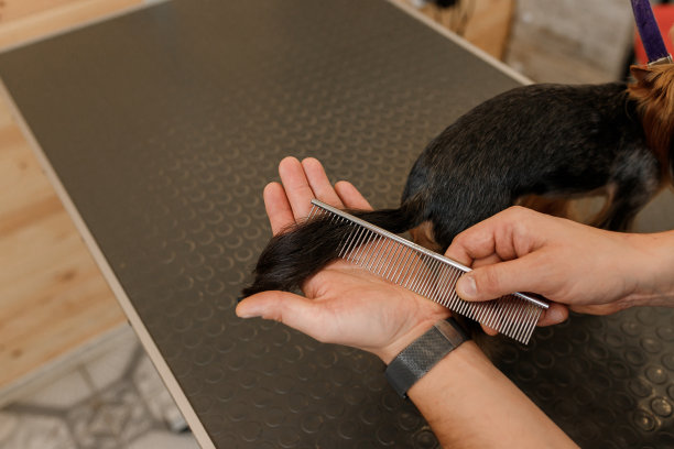 男性美容师在美容院洗澡后用梳子梳理约克郡梗犬的毛发。在兽医水疗中心做发型的宠物美容师图片下载