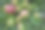 绿红的苹果在树枝上成熟了图片下载