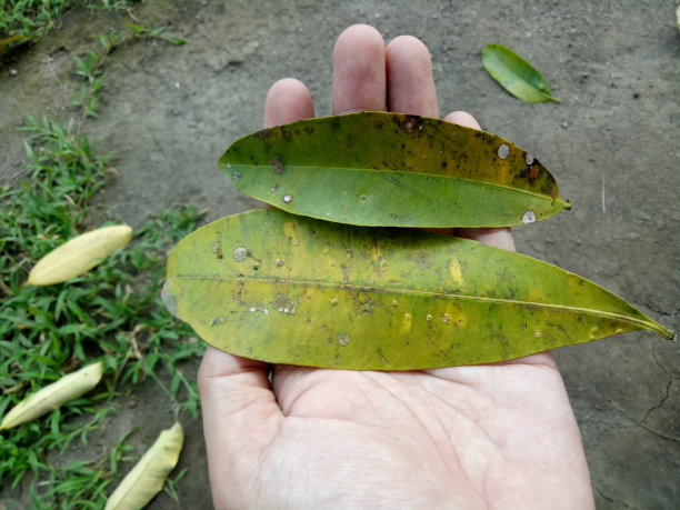 男人的手握着一片绿色的鸡蛋花树叶图片下载