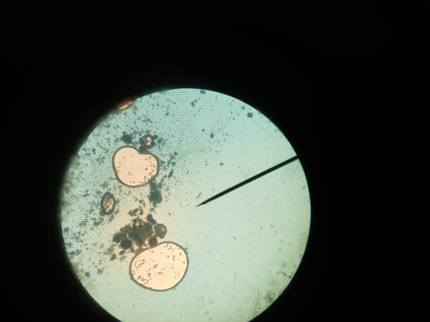毛霉菌图片下载