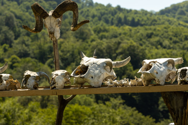 山脉背景上的动物头骨图片下载
