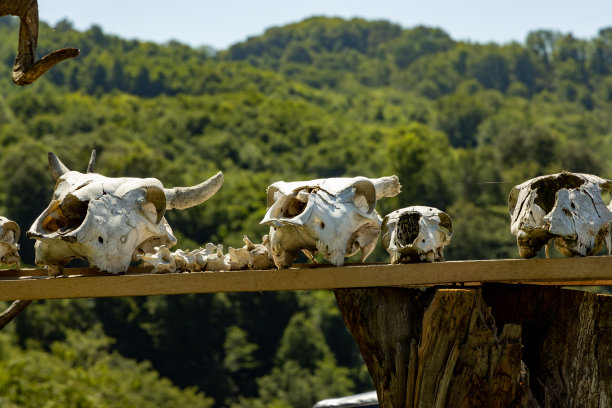 山脉背景上的动物头骨图片下载