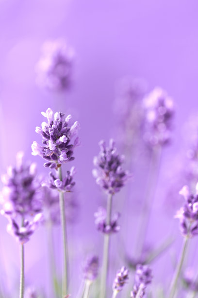 夏天的薰衣草花，花田背景，图片下载