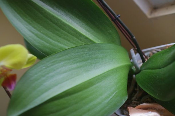 兰花的叶子是绿色的，颜色又大又宽图片下载