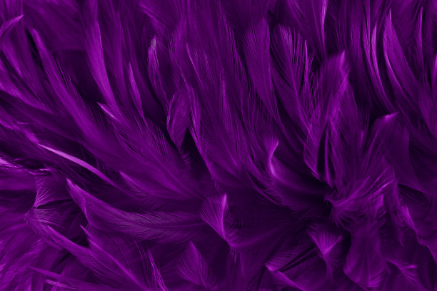 美丽的深紫色鸟羽毛图案纹理背景。图片下载