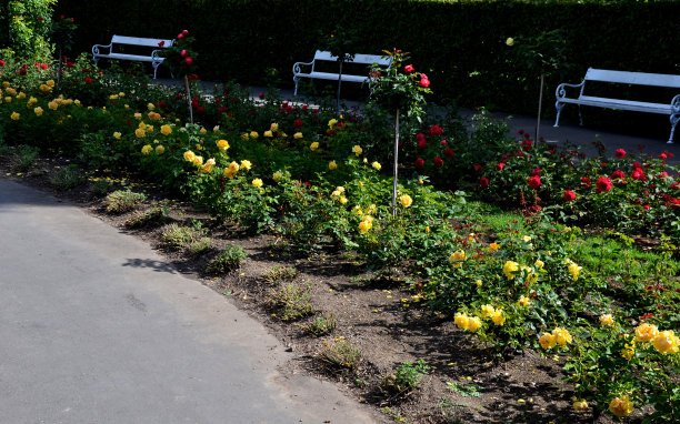 一年生的花圃，在草坪上的一个正式的长方形公园里。完美连接的花坛在步行区与长椅白色和紫色的花朵非常丰富多彩，正式的花园图片下载