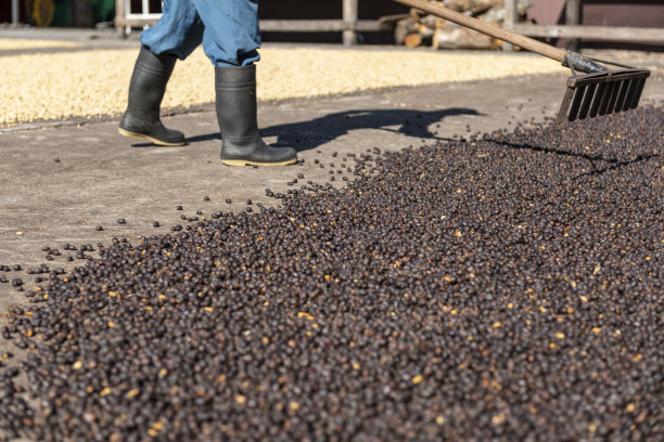 当地农民散布绿色的天然咖啡豆晾晒晒晒的照片图片下载