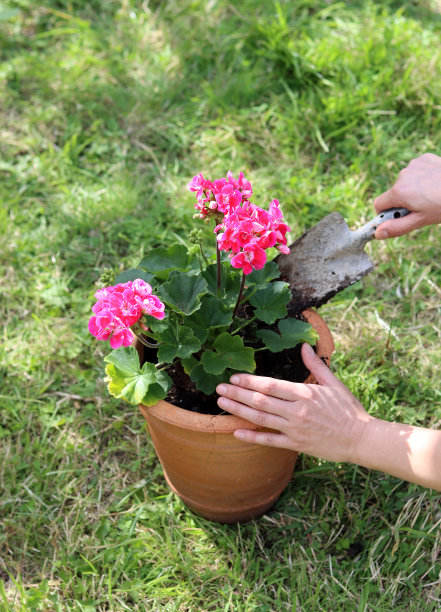 女人抱着有花的植物图片下载