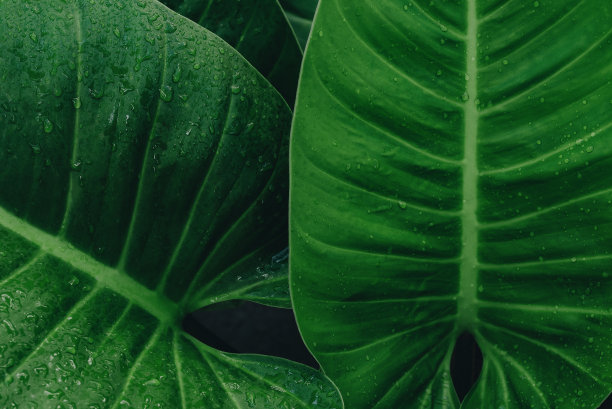 深绿色热带叶群背景全景背景自然概念图片下载