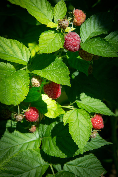 漂亮的树枝成熟的覆盆子。种植园里的树莓和浆果。在绿色的叶子中间有成熟的覆盆子的农业花园图片下载