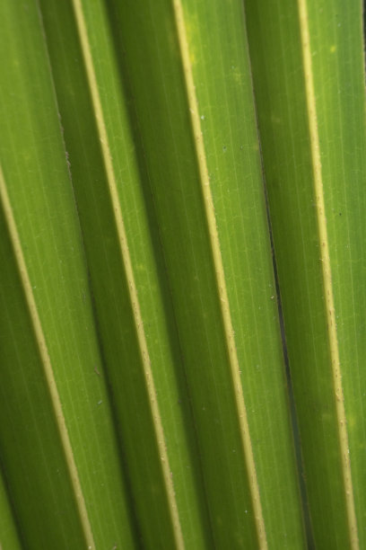 年轻的棕榈叶细节特写纹理抽象线条图片下载
