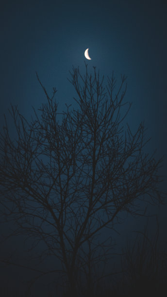 广角照片上的月亮背后是一根树枝的剪影，夜晚的天空是深蓝色的，大气是相当黑暗的图片下载