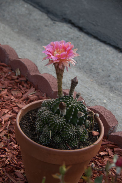 花盆里盛开的仙人掌图片下载