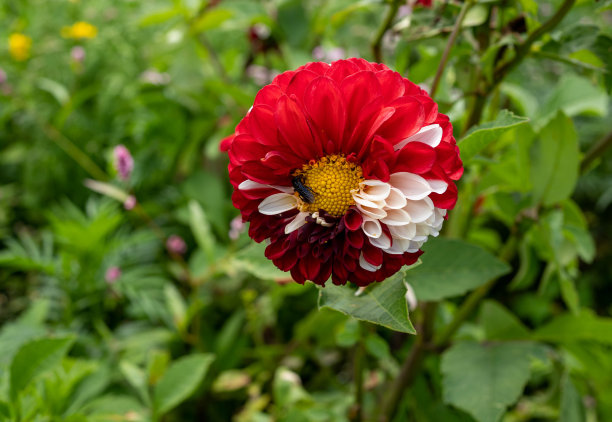 红白花园大丽花宏图片下载