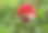 红白花园大丽花宏图片下载