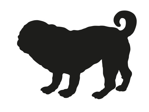 站立的荷兰獒幼犬。中国的哈巴狗或拖把。黑狗轮廓。宠物的动物。孤立在白色背景上。图片下载