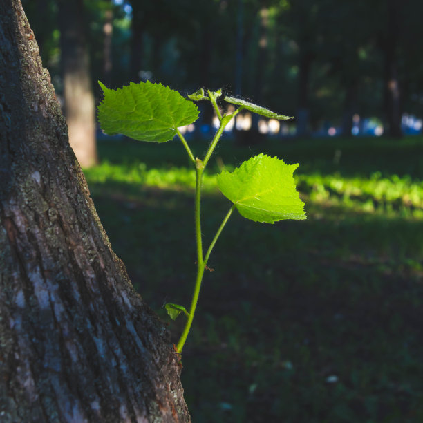 美丽的日落花园，任何用途的伟大设计。明亮的环境。图片下载