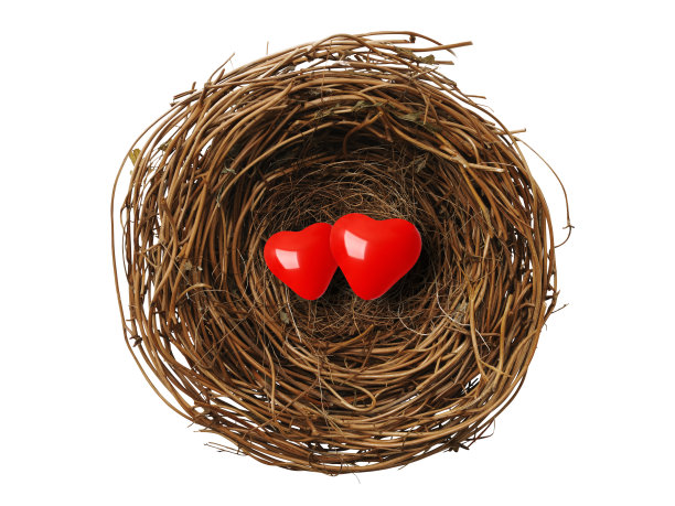 孤立的镜头鸟巢与闪亮的两个红心在白色的背景图片下载