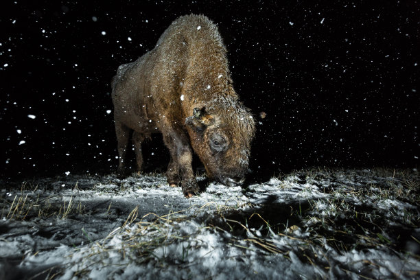 欧洲野牛图片下载