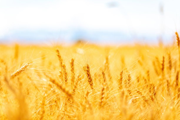 谷物田-美国西南部自然环境纹理和背景西科罗拉多户外自然和农业照片系列图片下载