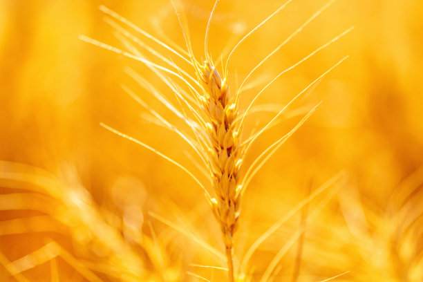 谷物田-美国西南部自然环境纹理和背景西科罗拉多户外自然和农业照片系列图片下载