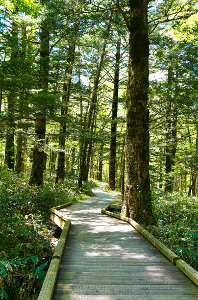 森林里的小路，上高内六月图片下载