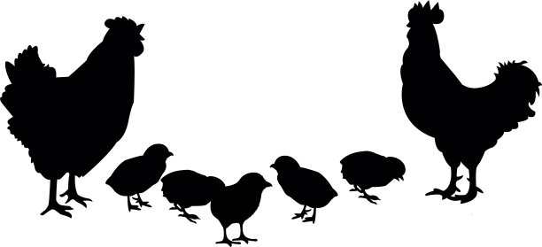 母鸡和小鸡公鸡图片下载