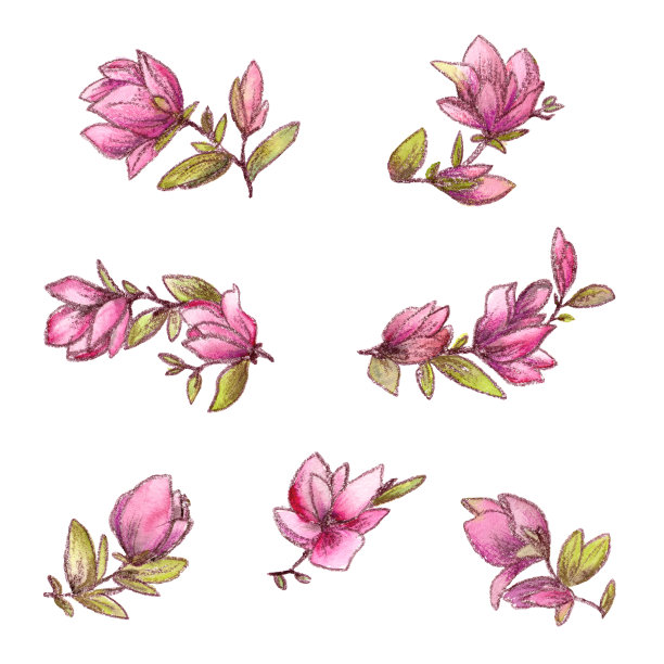 鲜花集贺卡装饰。木兰的花。水彩粉花艺术。花卉装饰元素。婚礼邀请函设计元素。图片下载