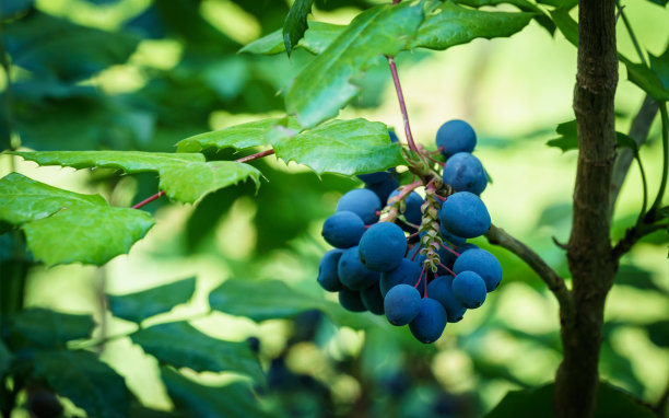 花园里的水叶Mahonia aquifolium或俄勒冈葡萄的蓝色浆果。柔软的选择焦点明亮的蓝色浆果。完美的自然背景，任何想法。图片下载