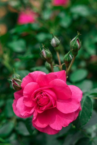画框底部粉红色玫瑰花蕾的垂直照片。在框架的顶部，绿色的树枝和树叶被严重地偏离焦点，用作文本的空间。图片下载