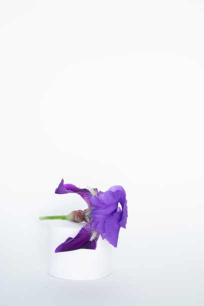 紫色鸢尾花，白色背景。副本的空间。垂直的照片。图片下载
