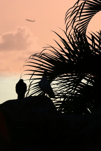 鸟类剪影图片图片下载