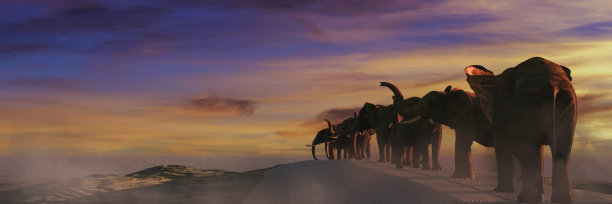 大象和日落图片下载