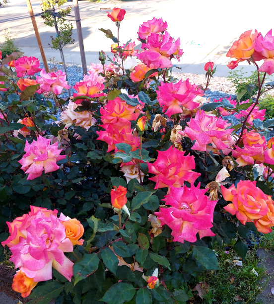 在粉红色中醒来图片下载