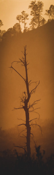 树的轮廓图片下载