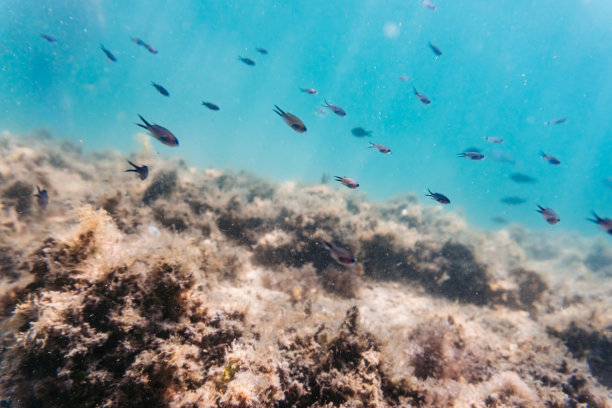 鱼类和海底海藻的学校图片下载