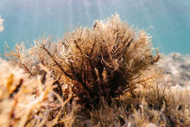 海藻在海底图片下载