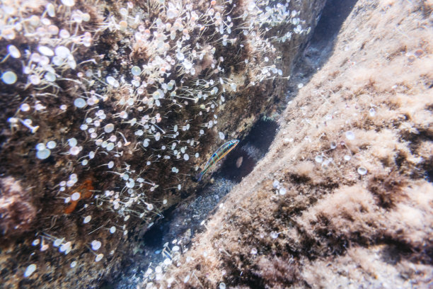 在海底的珊瑚旁游泳的鱼和海胆图片下载