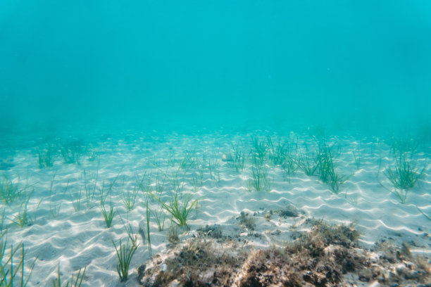 海藻在海底图片下载